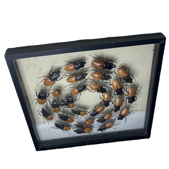 Beetles Faux Library Studio Props - Picture 5 of 9